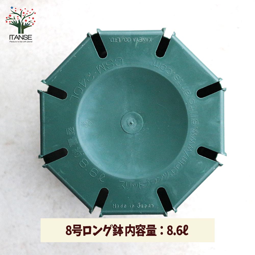スリット鉢【資材 8号ロングサイズ】｜ 【植物のITANSE】全品