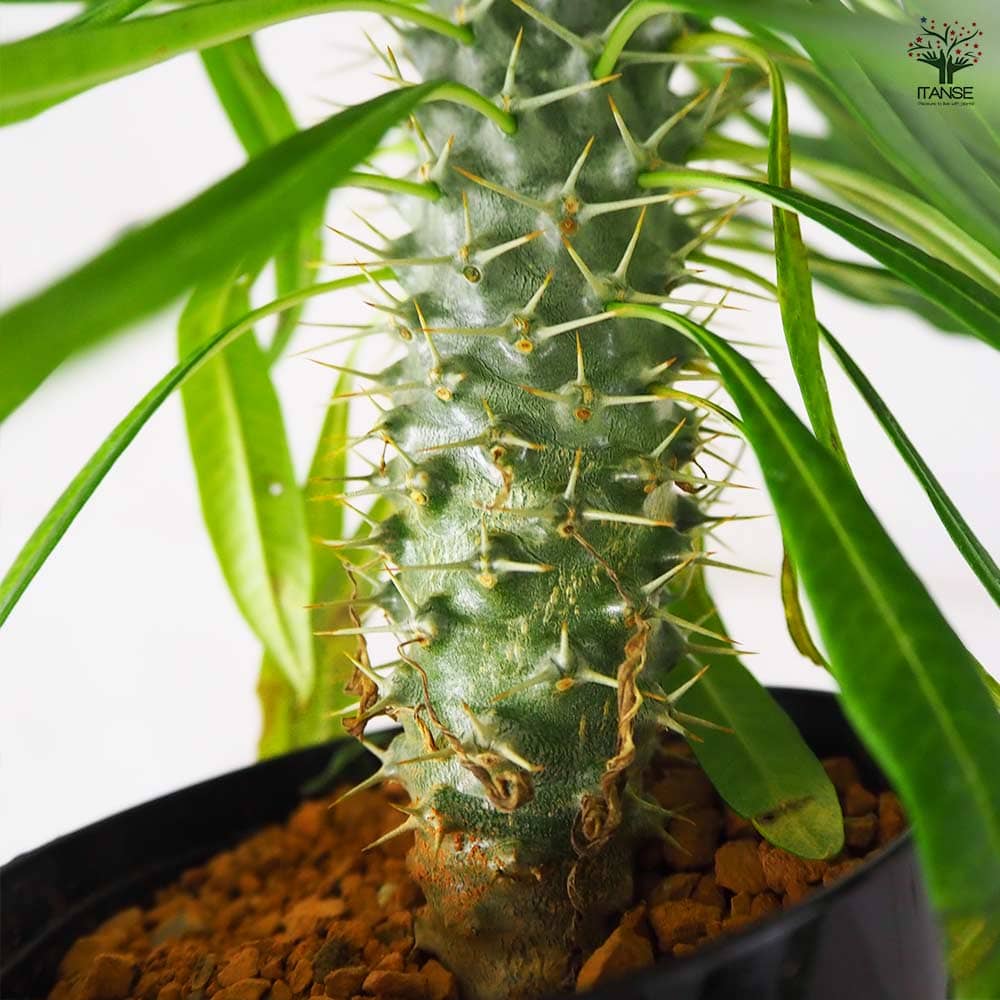 多肉植物 パキポディウム ラエリー 【観葉植物 3号鉢／1個売り