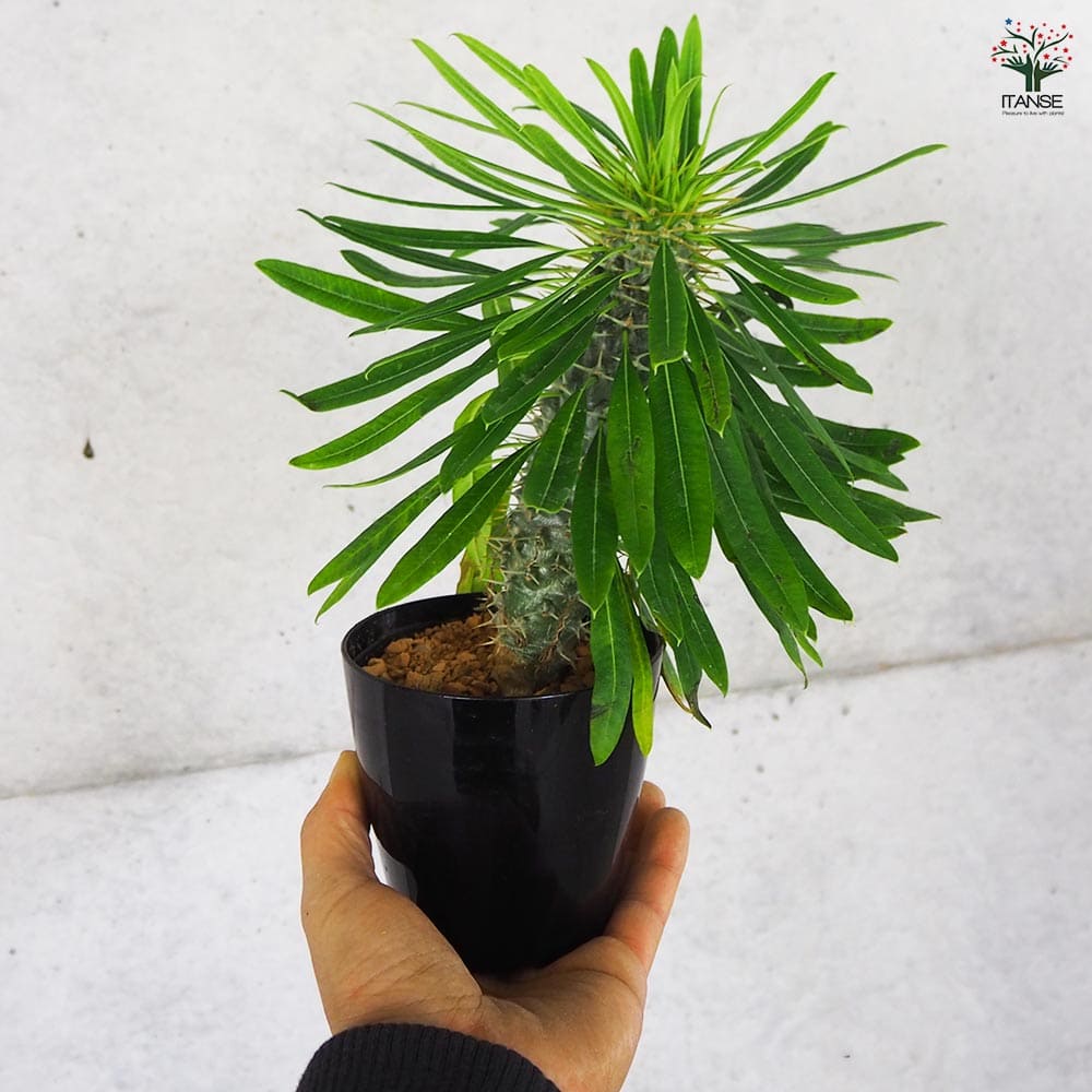 多肉植物 パキポディウム ラエリー 【観葉植物 3号鉢／1個売り