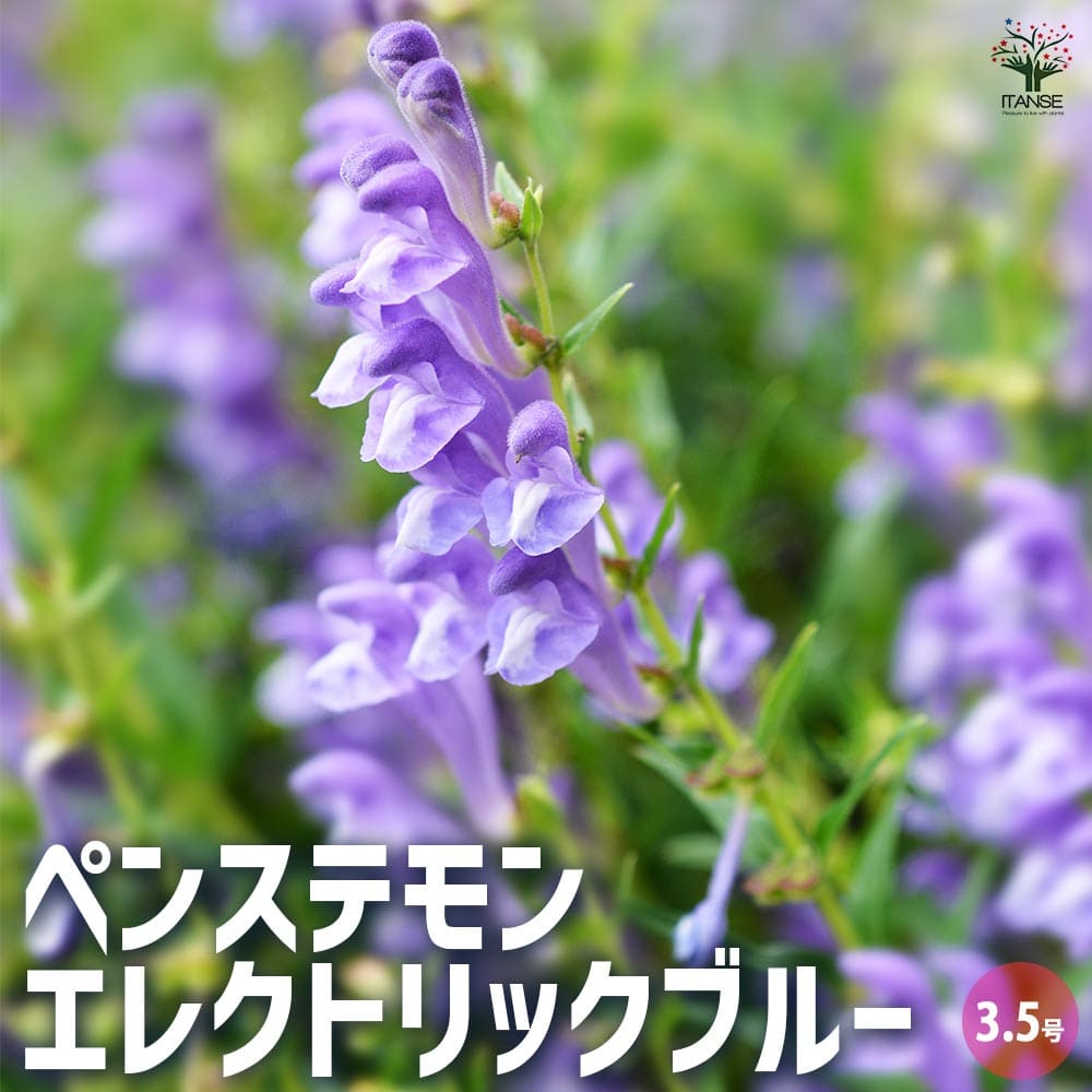 ペンステモン エレクトリックブルー 2個~【花苗 3.5号ポット】