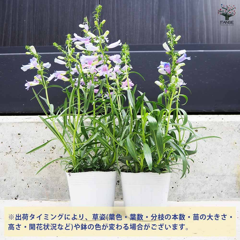 ペンステモン エレクトリックブルー 2個～【花苗 3.5号ポット