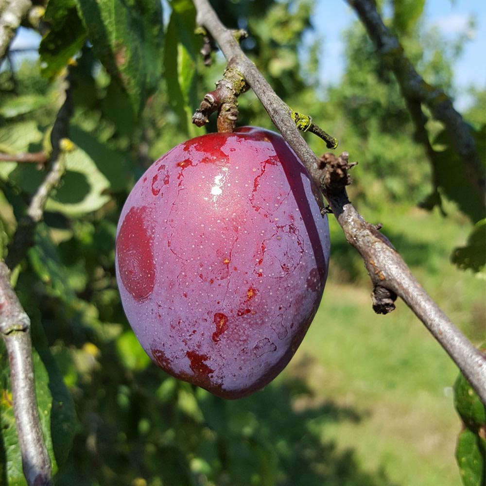 Itanse良品ｾﾚｸﾄ通販