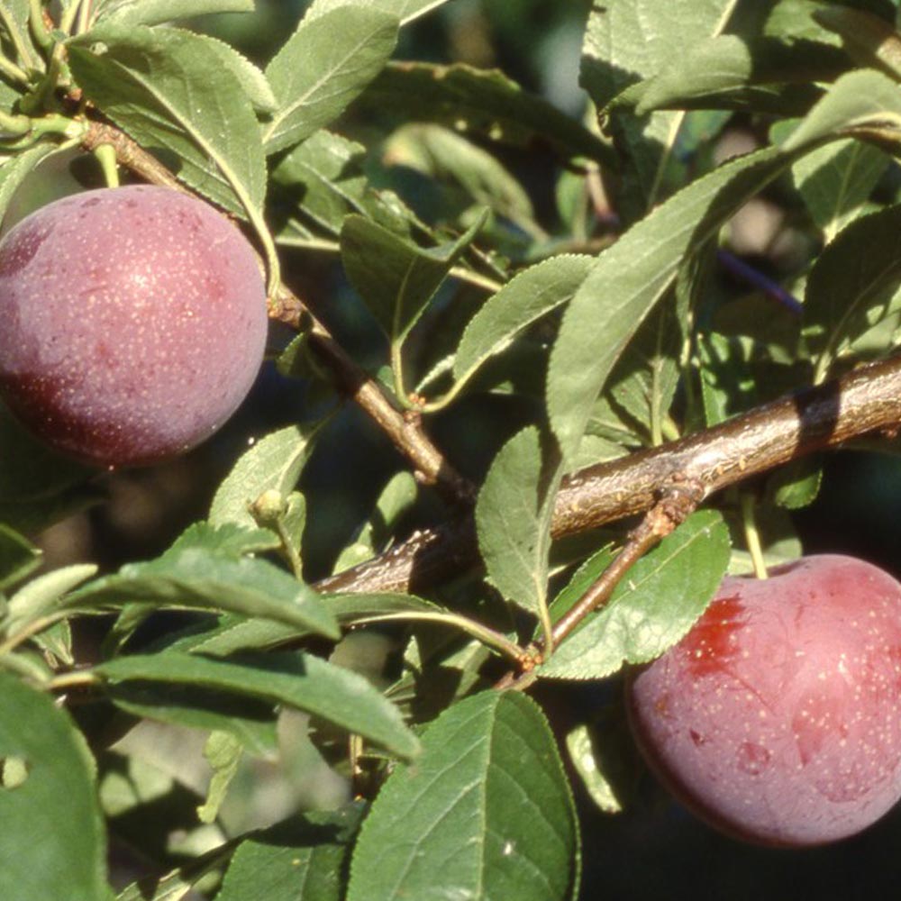 Itanse良品ｾﾚｸﾄ通販