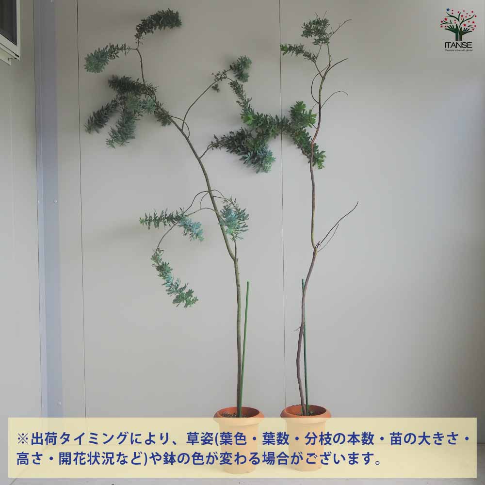 ミモザアカシア 【花木苗 7号鉢／1個売り】｜ 【植物の