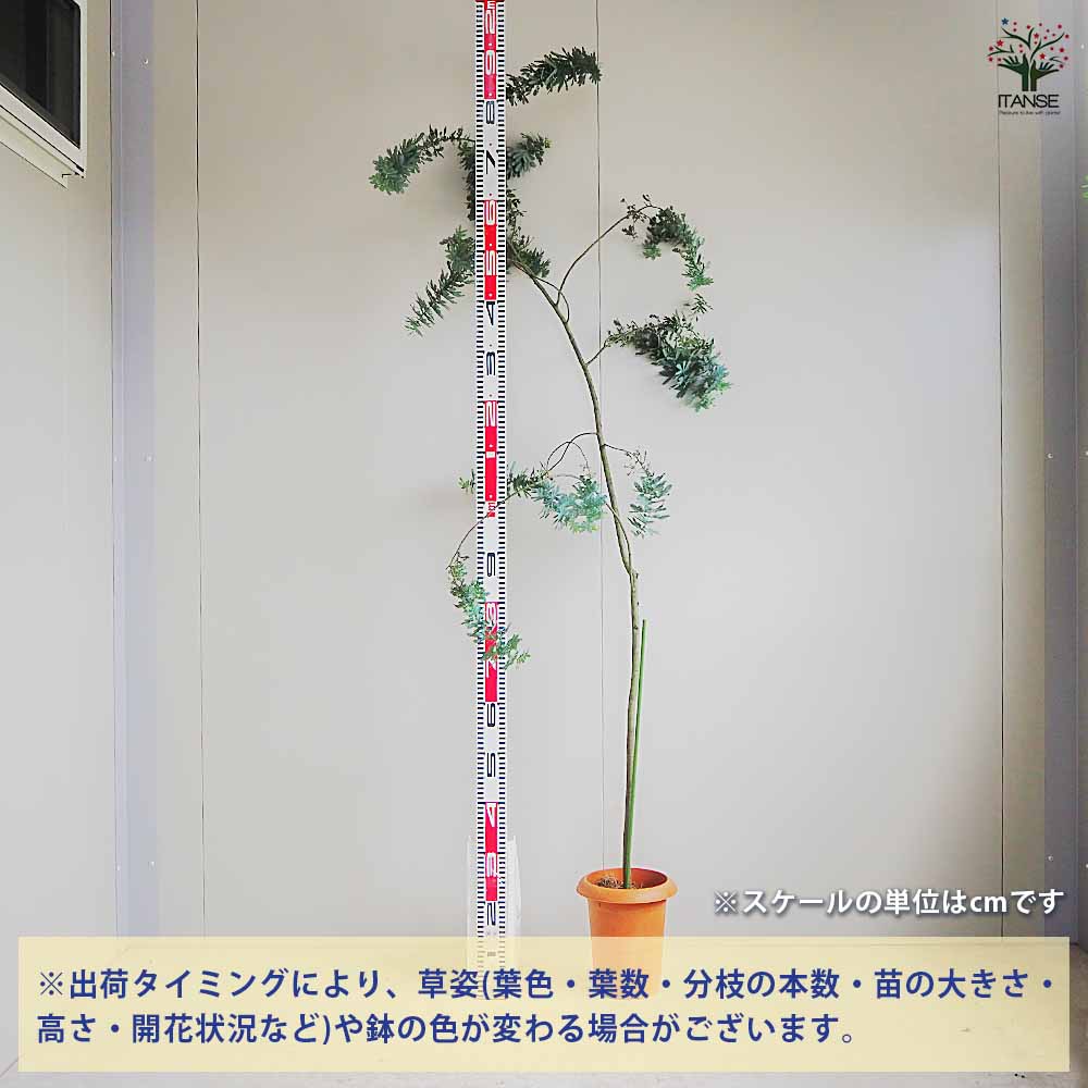 ミモザアカシア 【花木苗 7号鉢／1個売り】｜ 【植物のITANSE