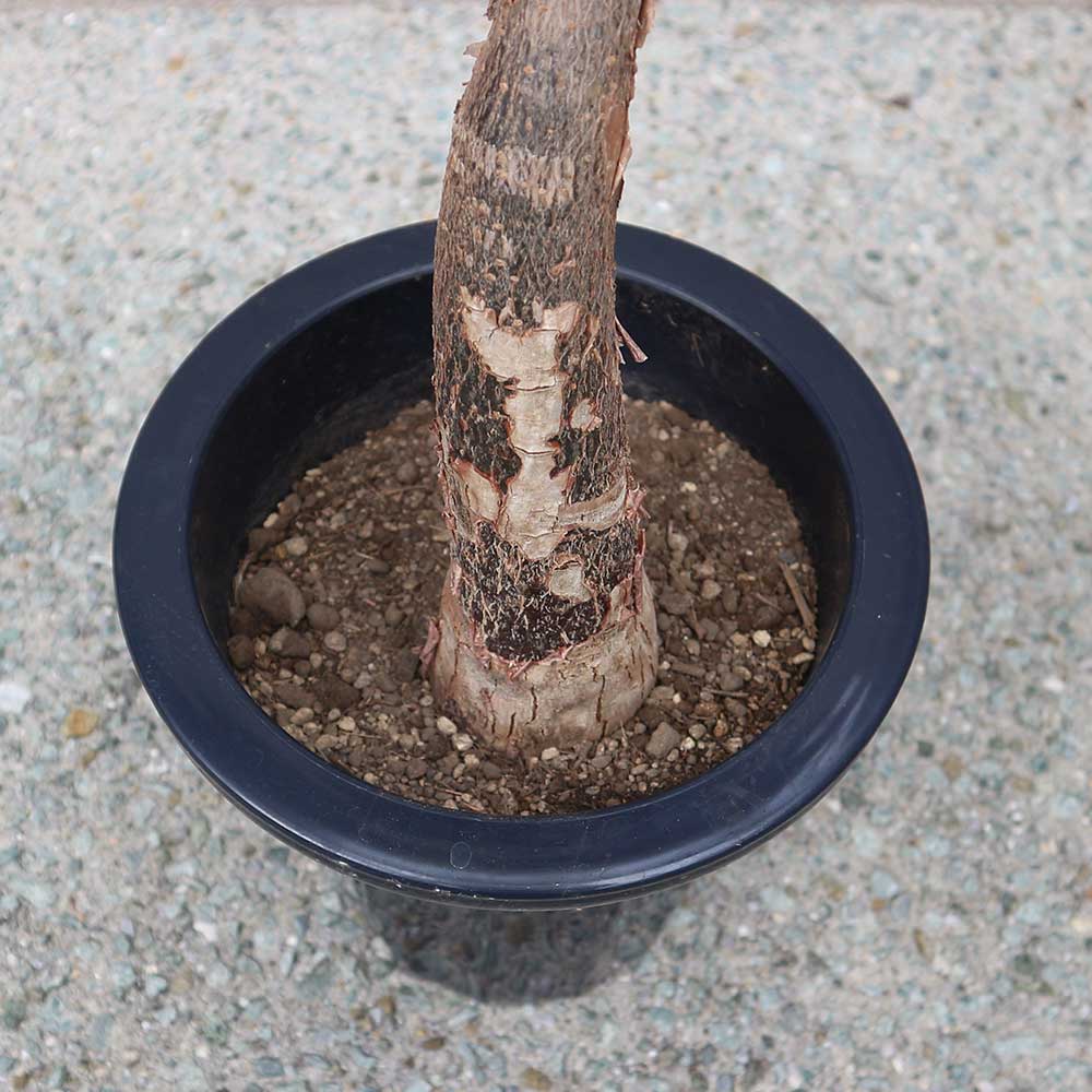 パキラミルキーウェイ【大型 観葉植物 7号鉢／1個】｜ 【植物の