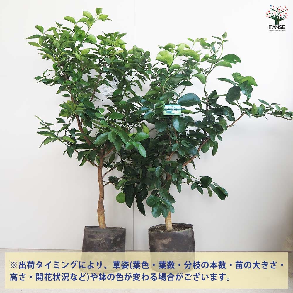 ライムの苗木 タヒチライム バック 根巻き 【果樹の苗木 7号