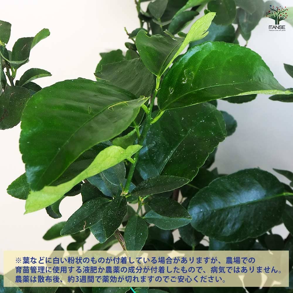 果樹 約1.3メートル　ライム苗木 デザートライム【果樹の苗木 15cmポット 接木苗／1個売り