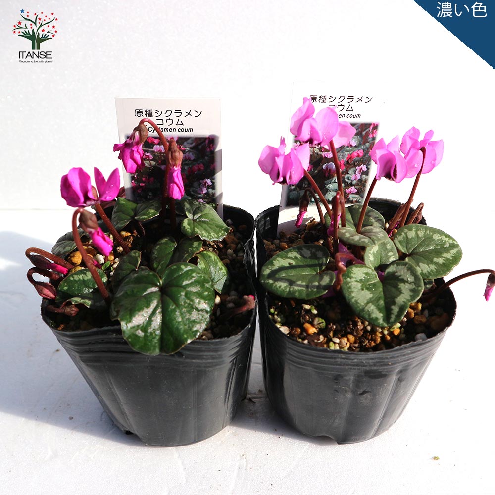原種シクラメン コウム【花苗 9cmポット苗／お買い得2個セット