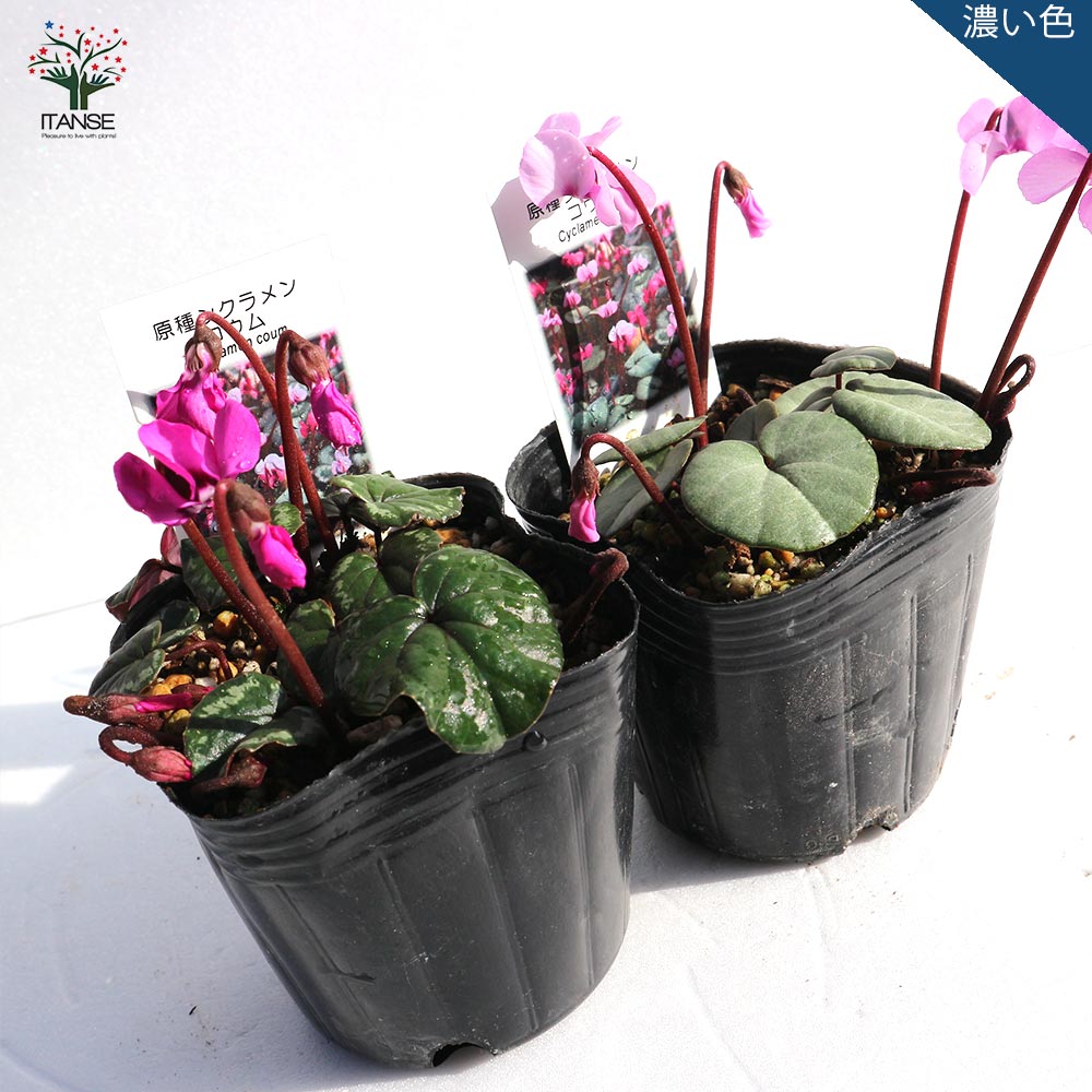 原種シクラメン コウム【花苗 9cmポット苗／お買い得2個セット
