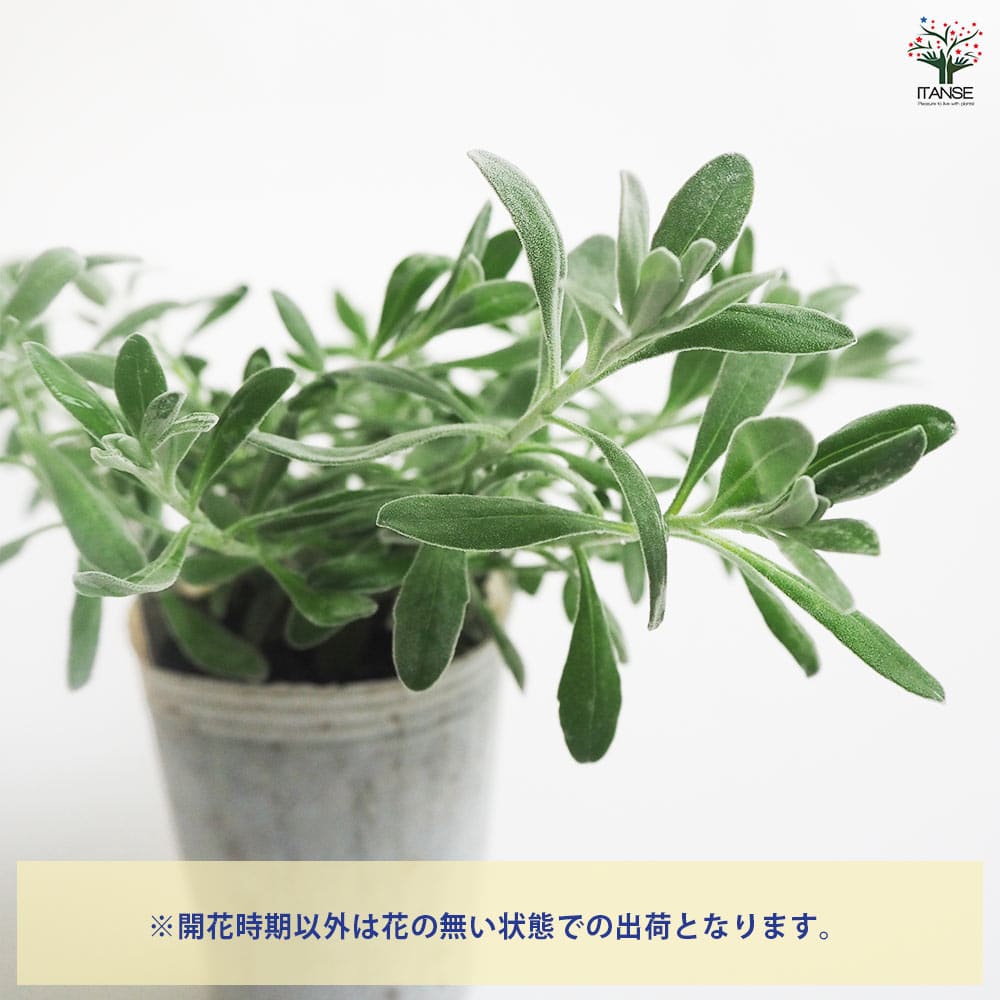 エレモフィラ グラブラ 【花木苗 2.5号】｜ 【植物のITANSE