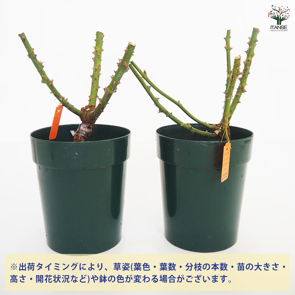 薔薇苗 ハイブリットティローズ ヒストリー 【花木苗 6号／1個売り