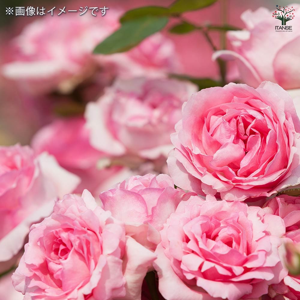 切り花品種バラ苗 レアバラ