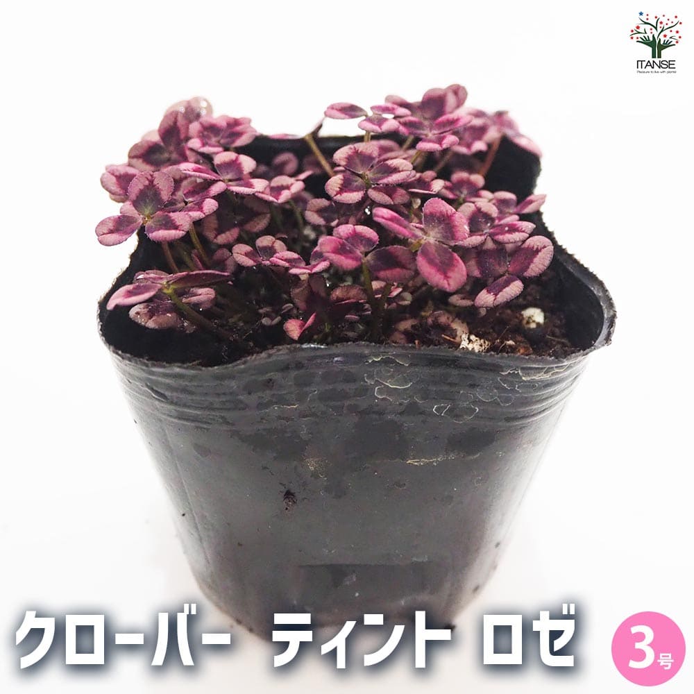 クローバー ティント ロゼ2個～ 【花苗 3号】｜ 【植物のITANSE