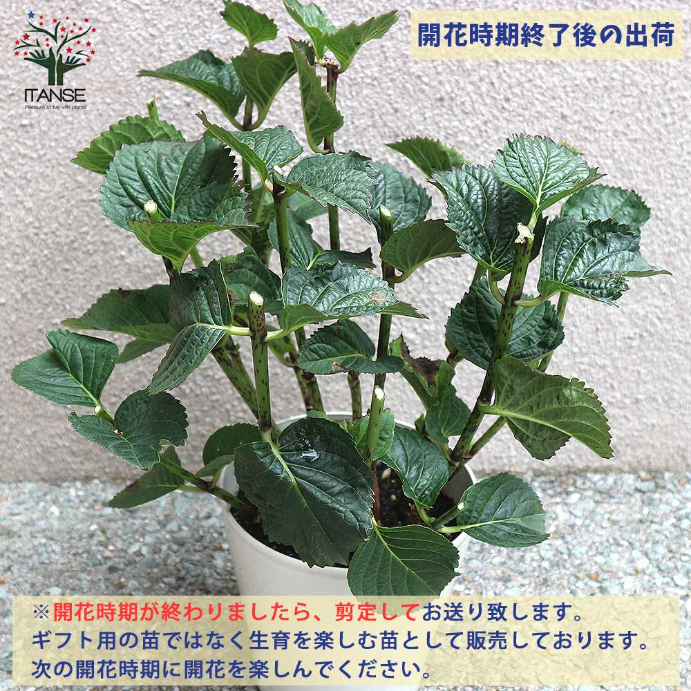 あじさいマジレボのシックなスクエア鉢植え （アジサイ マジカル  