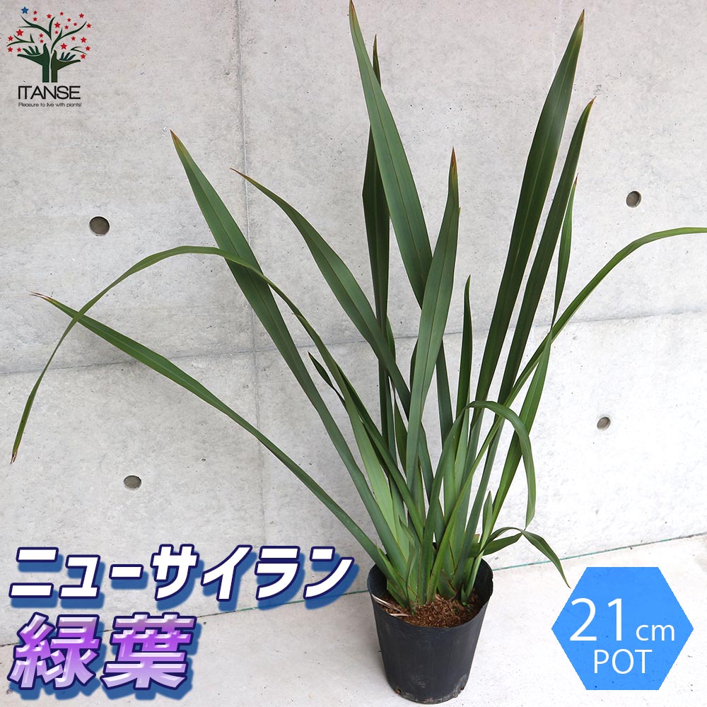 ニューサイラン(入才蘭)の苗【庭木 緑葉の大苗 5～7号ポット／1個売り】