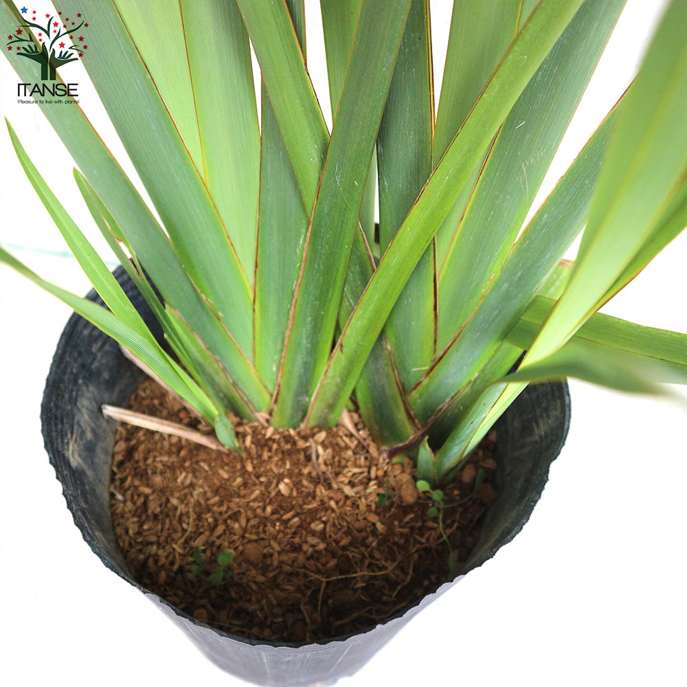 ニューサイラン(入才蘭)の苗【庭木 緑葉の大苗 5～7号ポット／1個売り】