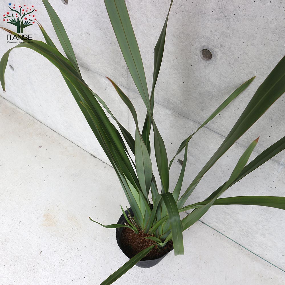 ニューサイラン(入才蘭)の苗【庭木 緑葉の大苗 5～7号ポット／1個売り】