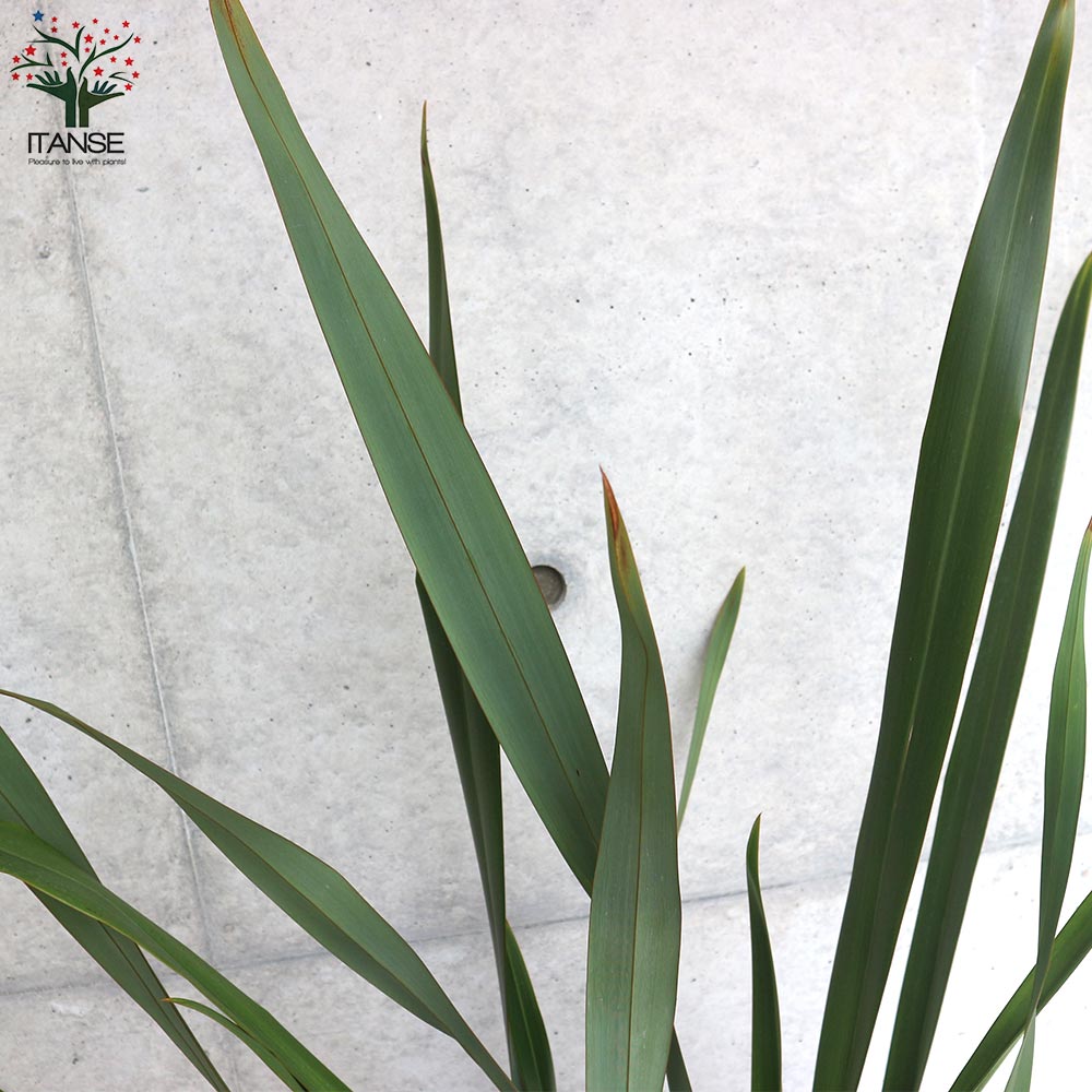 ニューサイラン(入才蘭)の苗【庭木 緑葉の大苗 5～7号ポット／1個売り】