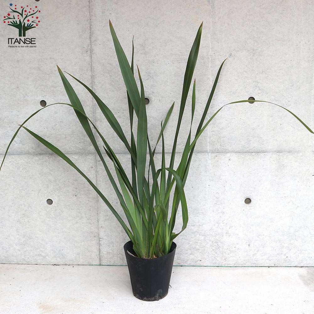 ニューサイラン(入才蘭)の苗【庭木 緑葉の大苗 5～7号ポット／1個売り】