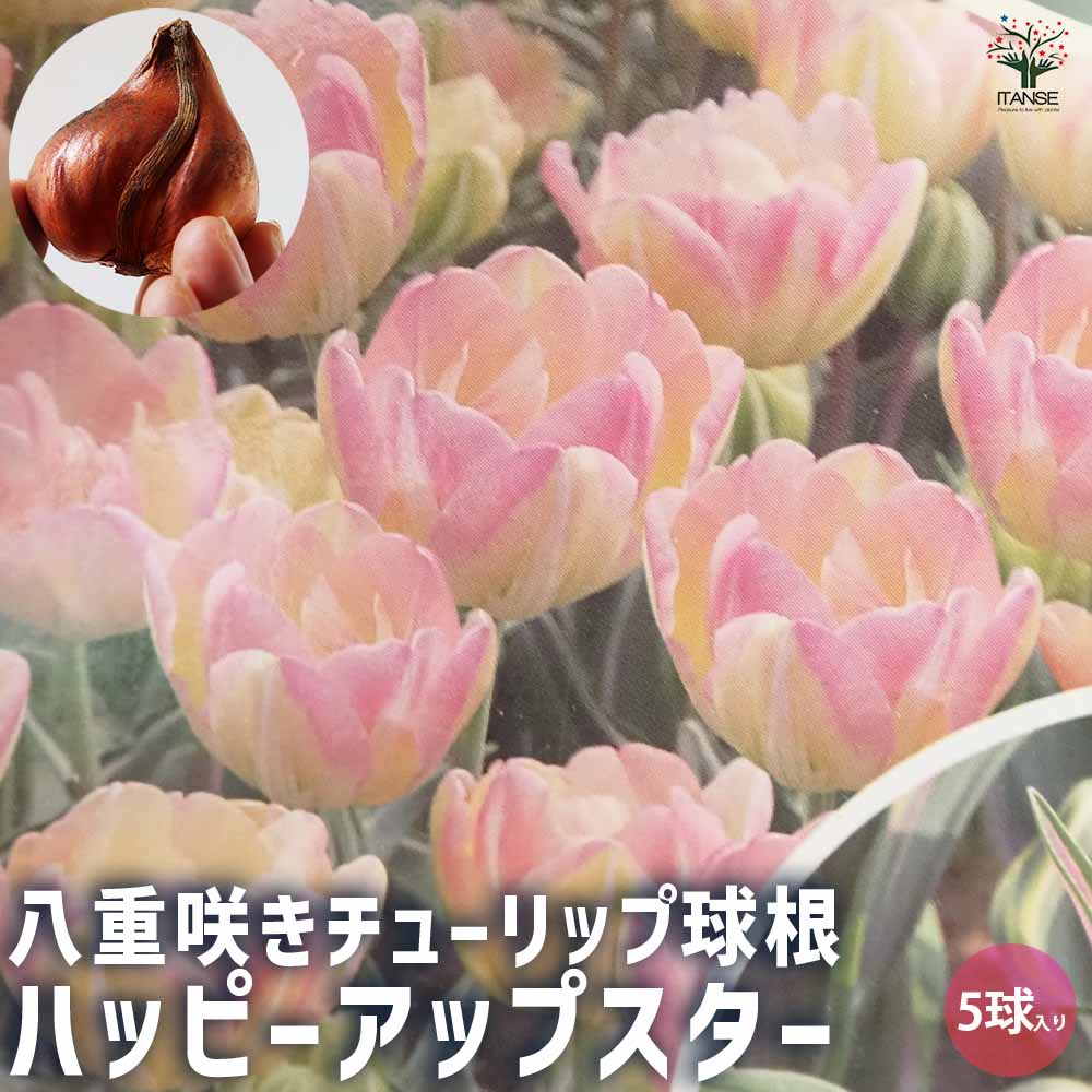 ハッピーアップスター チューリップ 八重咲き ハッピーアップスター｜種（タネ）,球根