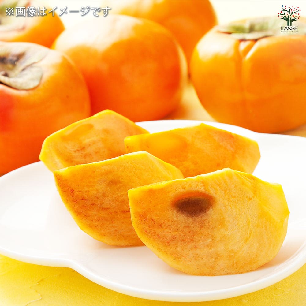 柿の苗木 ジャンボ富有(大玉富有) 【果樹の苗木 4号／1個売り