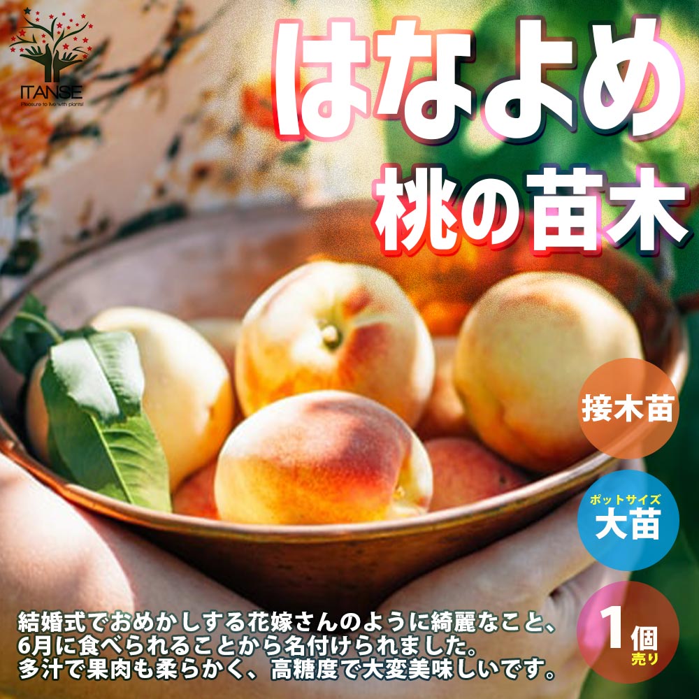 桃の苗木 はなよめ【果樹の苗木 15cmポット 1～2年生 接木苗／1個売り】