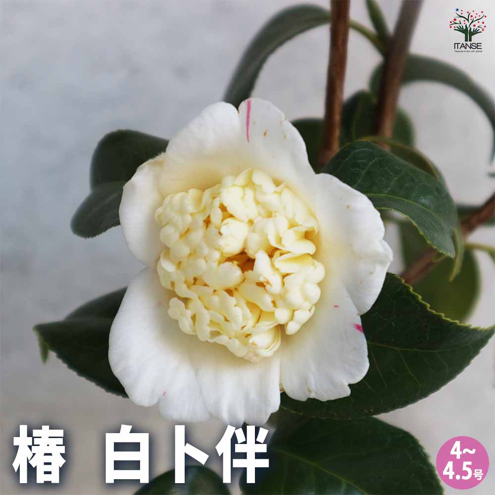 椿(ツバキ)の苗木 白卜伴 【花木苗 4～4.5号／1個売り】｜ 【植物の