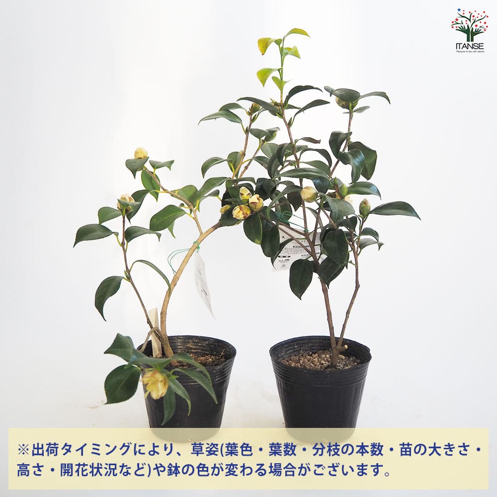 椿(ツバキ)の苗木 白卜伴 【花木苗 4～4.5号／1個売り】｜ 【植物の