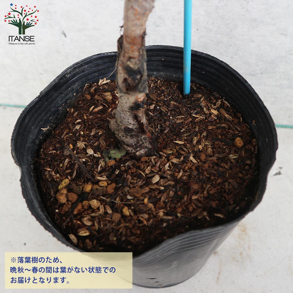 桃の苗木 はなよめ【果樹の苗木 15cmポット 1～2年生 接木苗／1個売り】