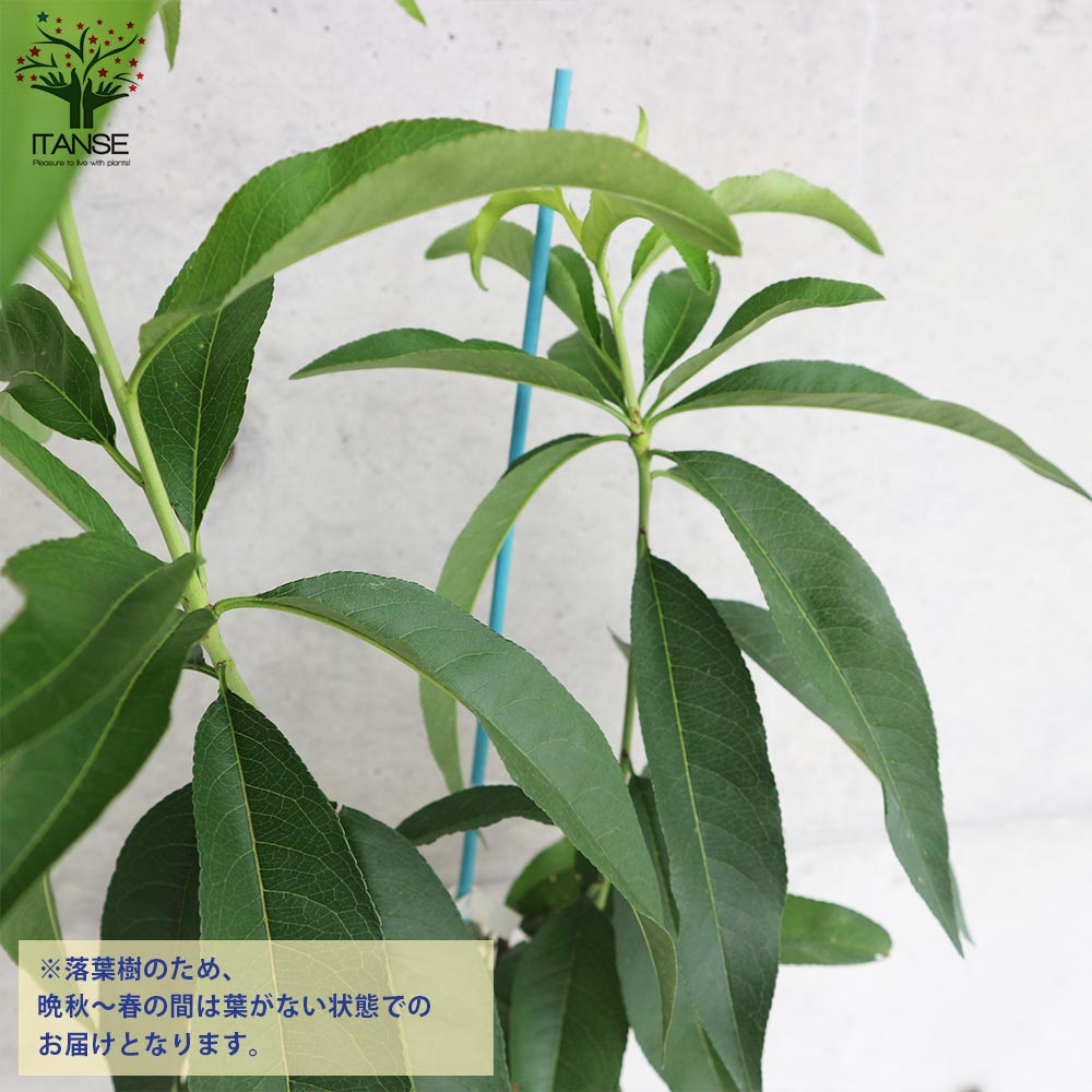 桃の苗木 はなよめ【果樹の苗木 15cmポット 1～2年生 接木苗／1個売り】