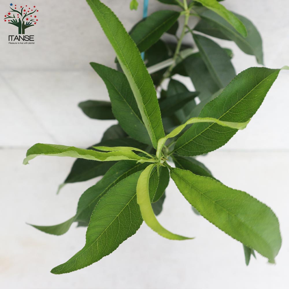 桃の苗木 はなよめ【果樹の苗木 15cmポット 1～2年生 接木苗／1個売り】