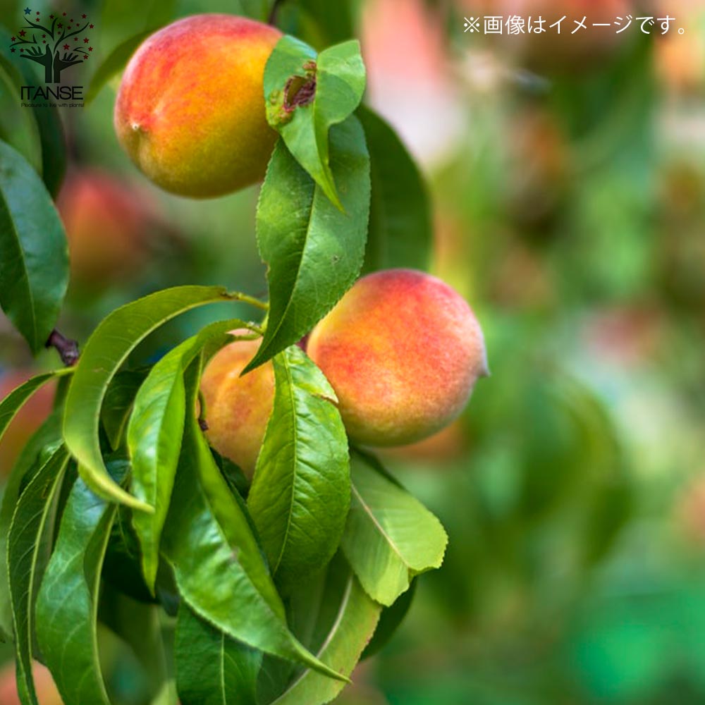 桃の苗木 はなよめ【果樹の苗木 15cmポット 1～2年生 接木苗／1個売り】