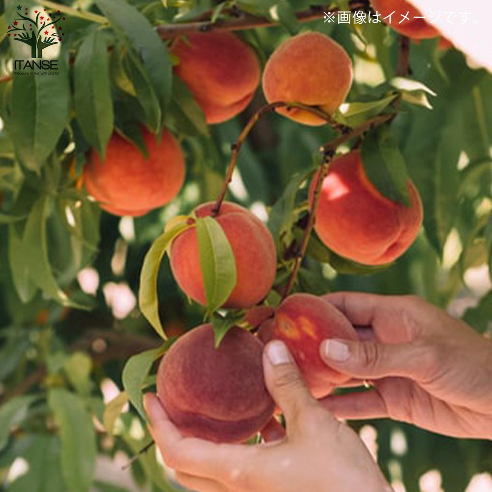 桃の苗木 はなよめ【果樹の苗木 15cmポット 1～2年生 接木苗／1個売り】