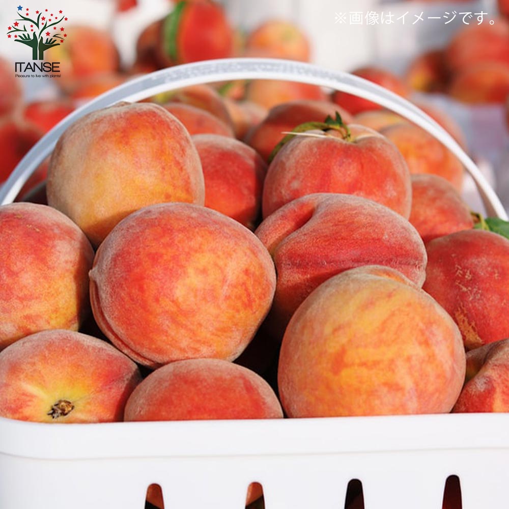 桃の苗木 はなよめ【果樹の苗木 15cmポット 1～2年生 接木苗／1個売り】