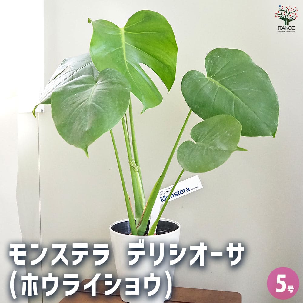 モンステラ デリシオーサ(ホウライショウ) 【観葉植物 5号／1個