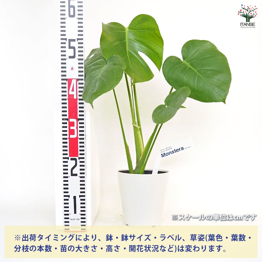 モンステラ デリシオーサ(ホウライショウ) 【観葉植物 5号／1個売り】