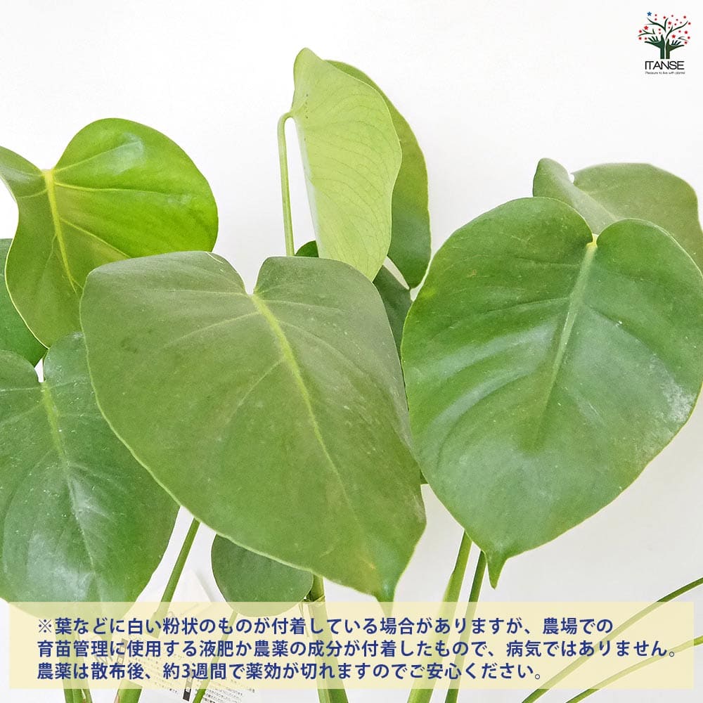 モンステラ デリシオーサ(ホウライショウ) 【観葉植物 5号／1個売り