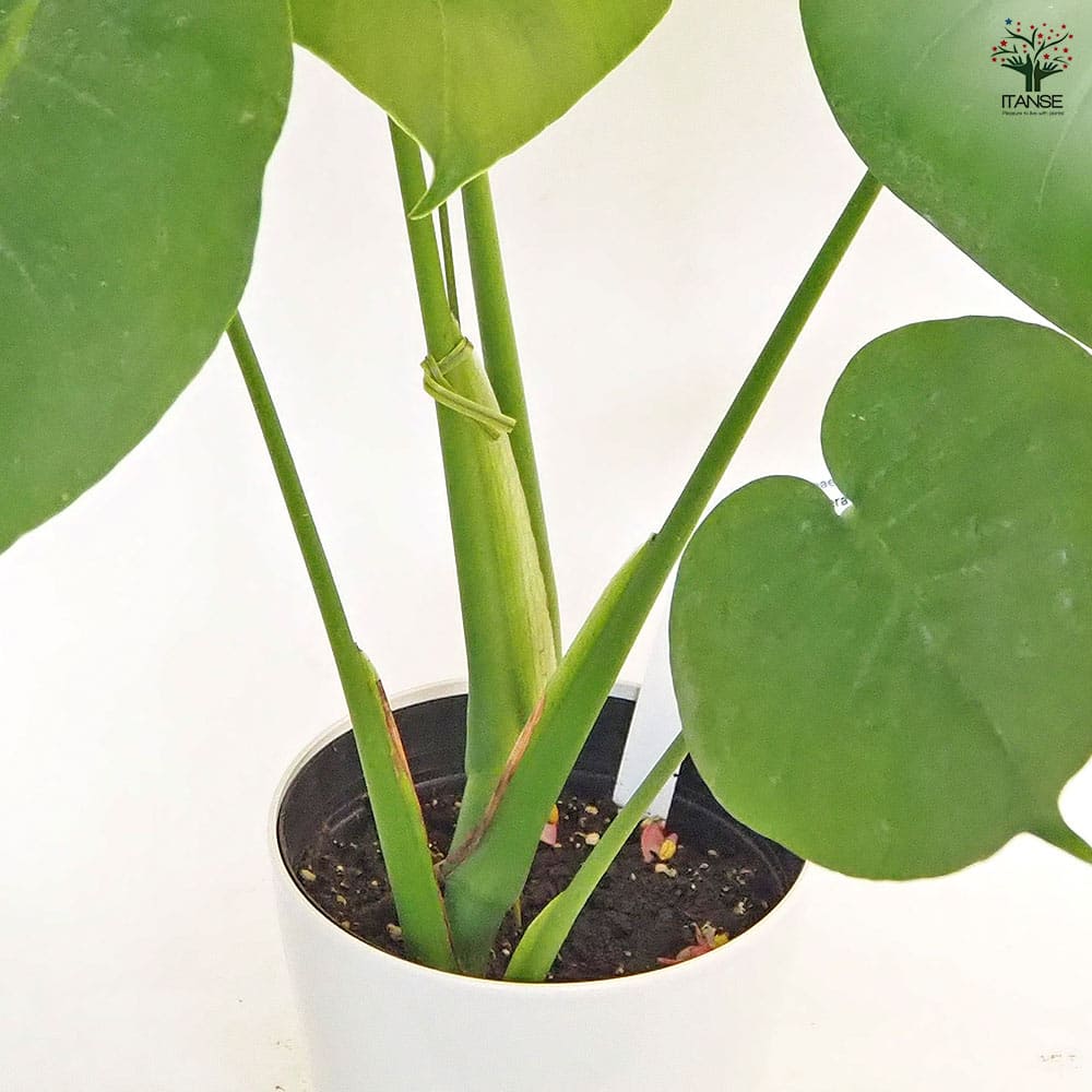 モンステラ デリシオーサ(ホウライショウ) 【観葉植物 5号／1個売り】