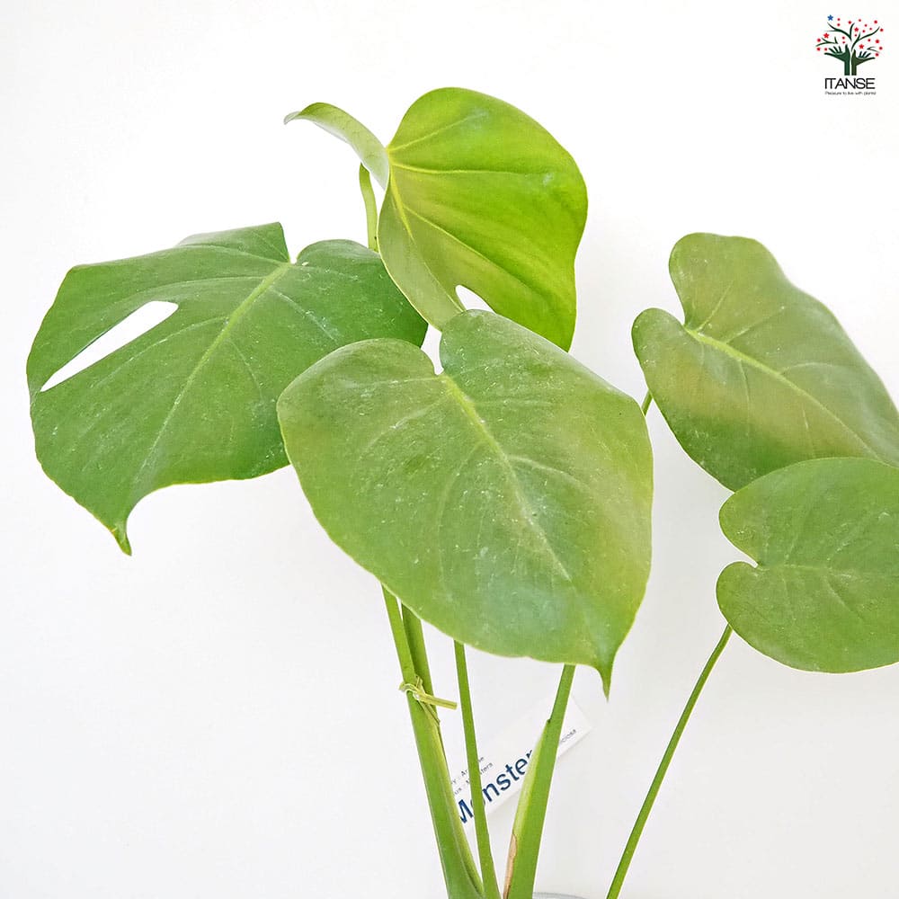 モンステラ デリシオーサ(ホウライショウ) 【観葉植物 5号／1個売り