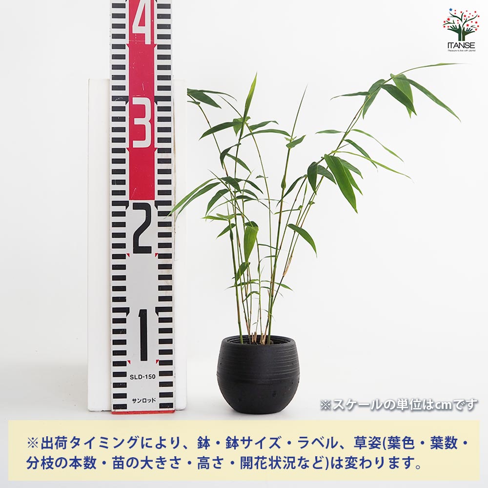 鳳凰竹(ホウオウチク) 短冊付き【観葉植物 3号】七夕 ねがいごと