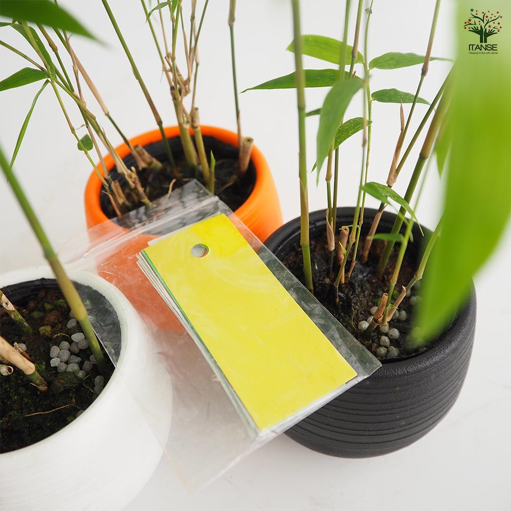 鳳凰竹(ホウオウチク) 短冊付き【観葉植物 3号】七夕 ねがいごと