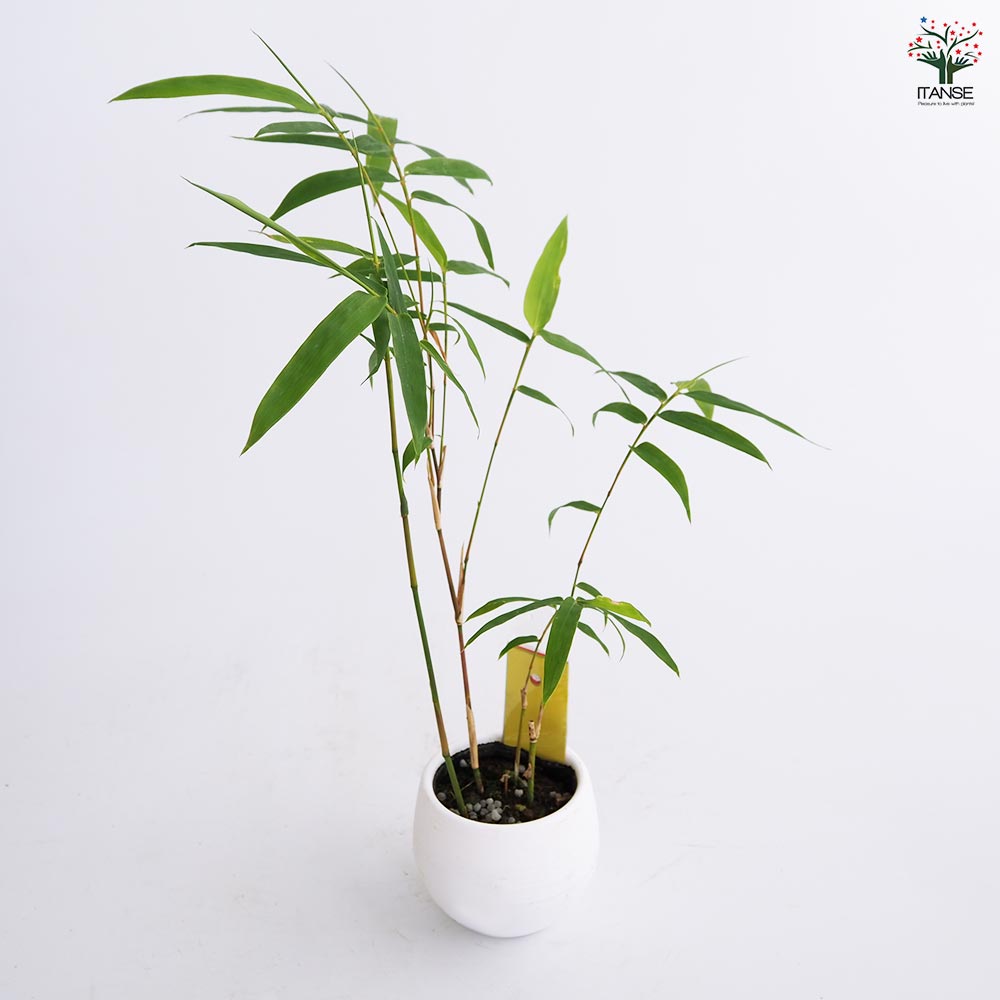 鳳凰竹(ホウオウチク) 短冊付き【観葉植物 3号】七夕 ねがいごと