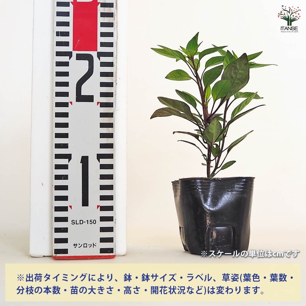 観賞用トウガラシ ブラックパール 【花木苗 3号】｜ 【植物の 