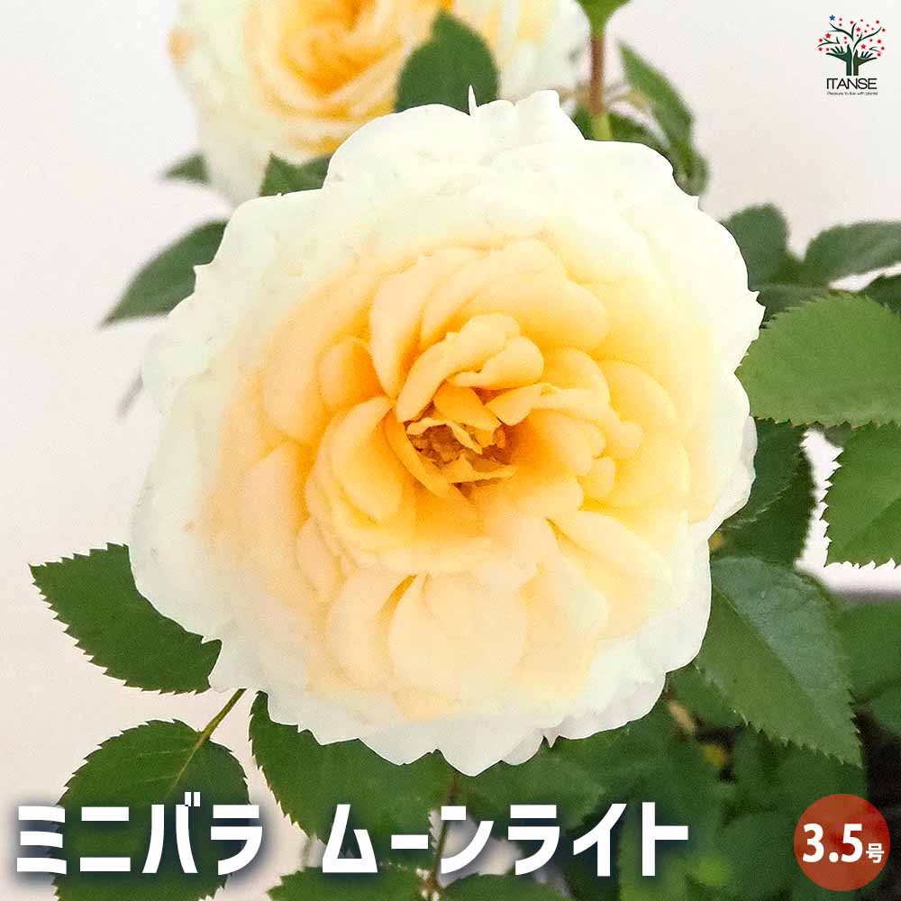 ミニ薔薇 ムーンライト 【花木苗 3.5号】｜ 【植物のITANSE