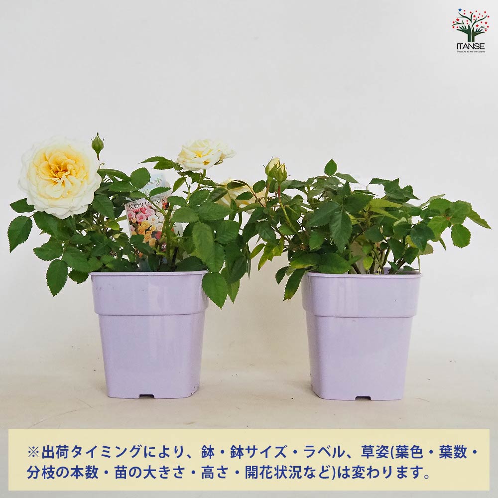 ミニ薔薇 ムーンライト 【花木苗 3.5号】｜ 【植物のITANSE