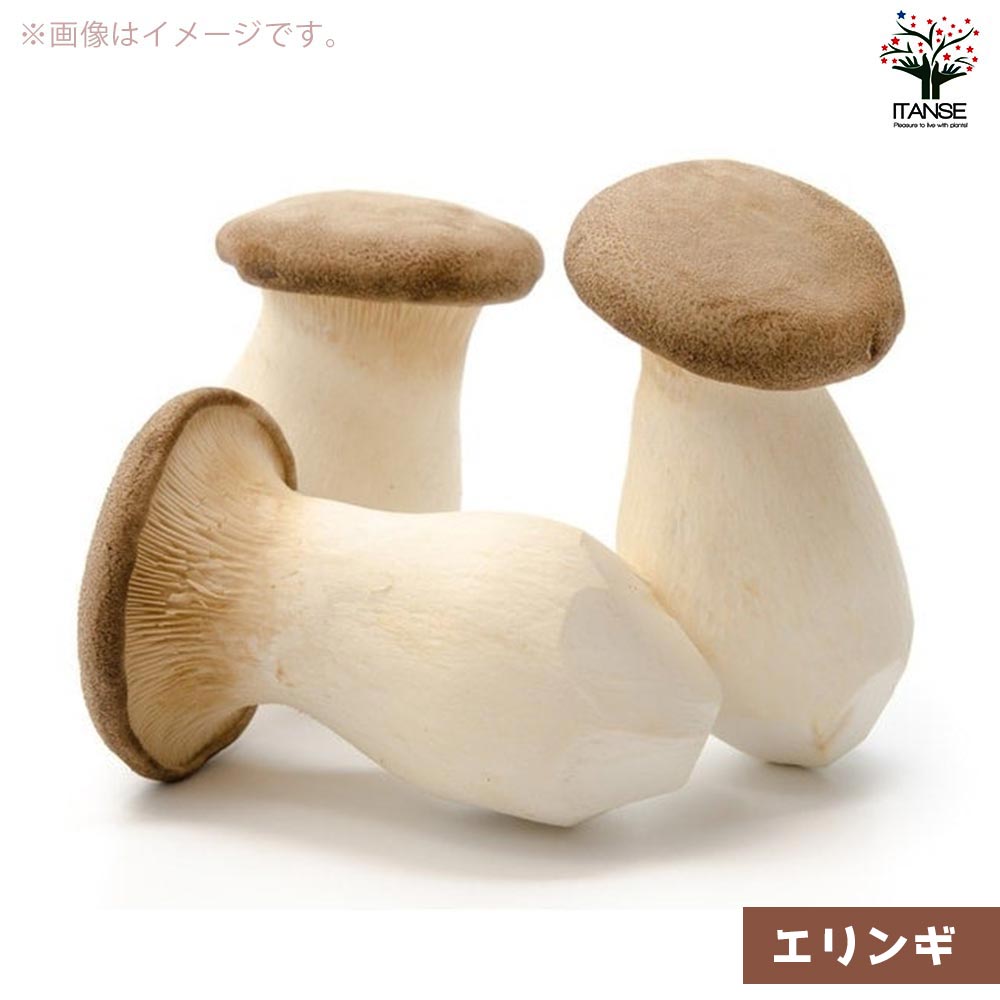 菌床きのこ栽培セット”でるまっしゅ” しいたけ・えのき・えりんぎ