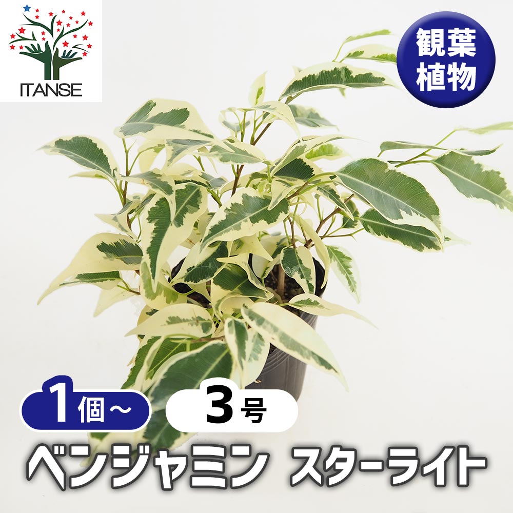 フィカス ベンジャミン スターライト 【観葉植物 3号】｜ 【植物の