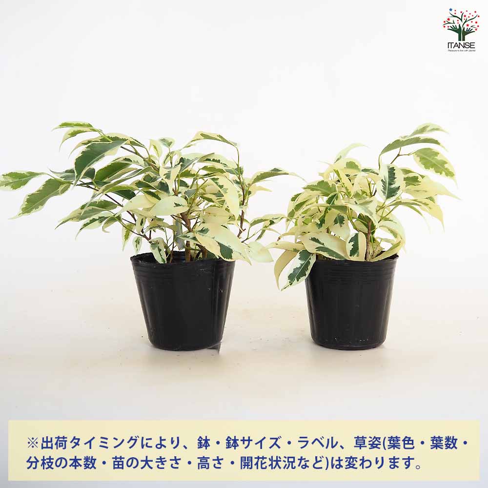 フィカス ベンジャミン スターライト 【観葉植物 3号】｜ 【植物の