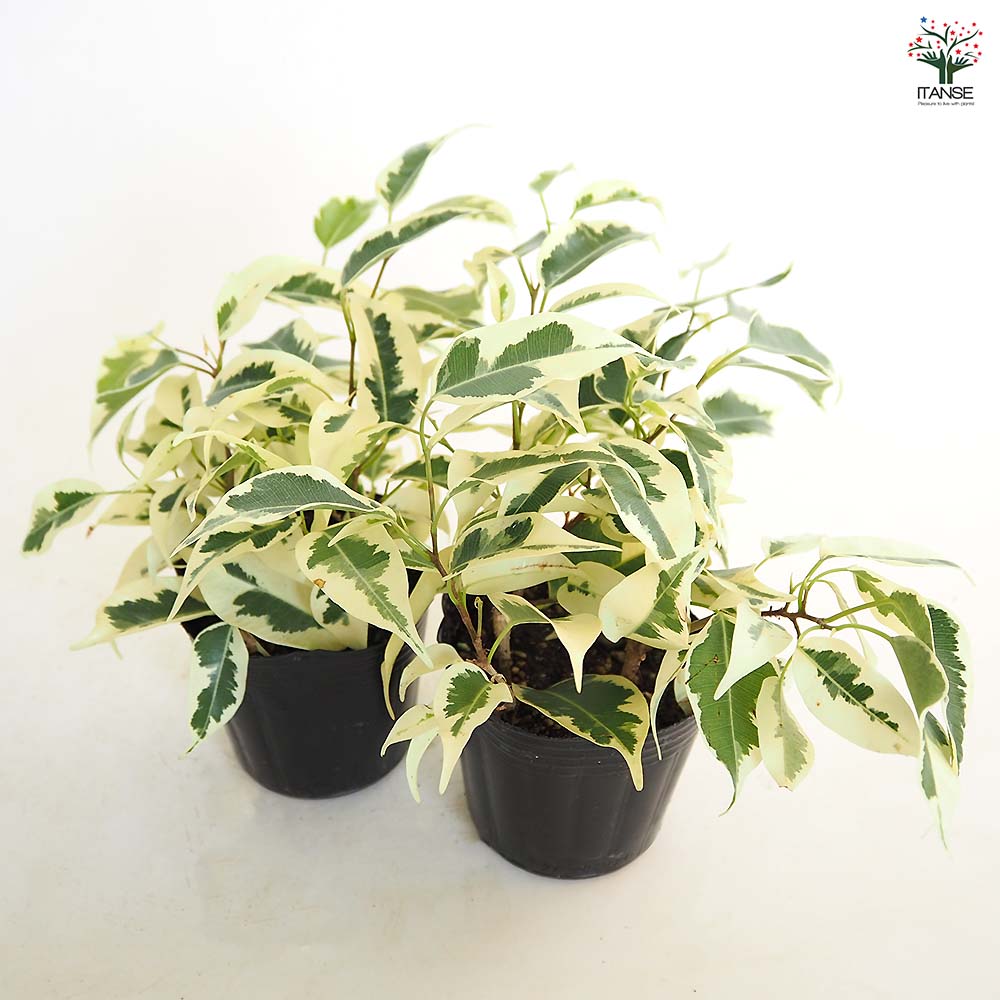 [直接取引限定]希少フィカス ベンジャミン•スターライト 約200cm 大阪限定 楽天市場】【送料無料・同梱不可】フィカス・ベンジャミン「スター